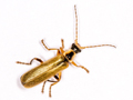 Cantharis decipiens